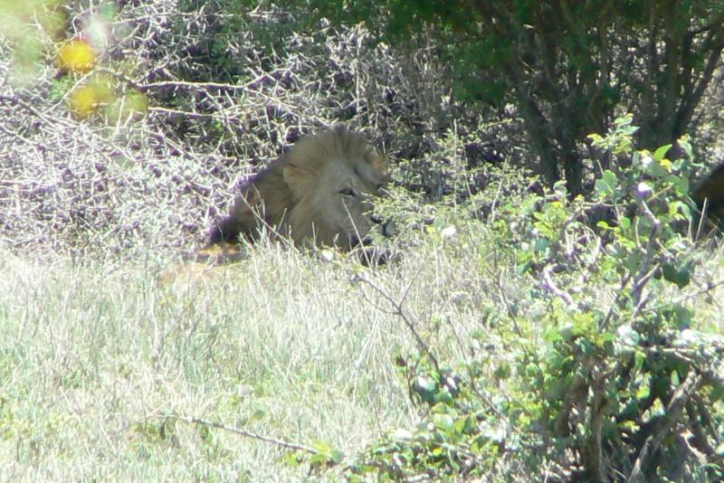 23 REGIONE DEL MPUMALANGA Parco Kruger